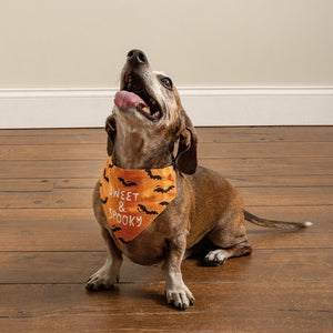Small Halloween Reversible Collar Bandana "Sweet & Spooky" on orange side with bats fits small and medium dogs.