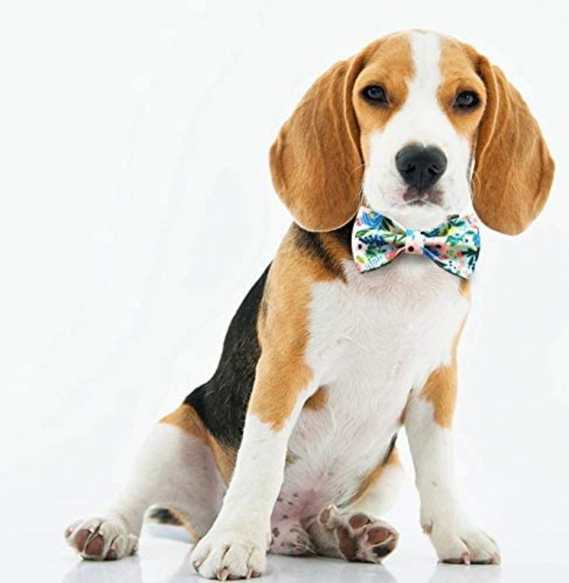 Our popular Summer Floral Garden Bow Tie Dog Collar & Leash Sets come in yellow, blue or pink.