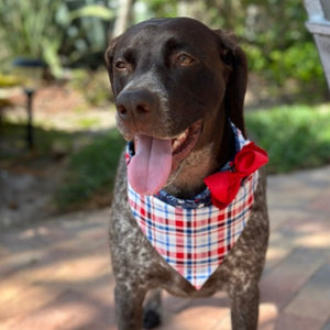 These gorgeous buckle bandana collars come in 5 sizes XS-XL and snap on easily.