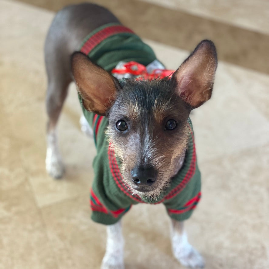 Absolutely adorable, this festive Christmas Bow Turtleneck Dog Sweater is available in three colors: White, Red or Green for small to medium dogs. Here pictured in white body. Neck and sleeves in red/green stripes. Red and white Christmas bow on center of back.