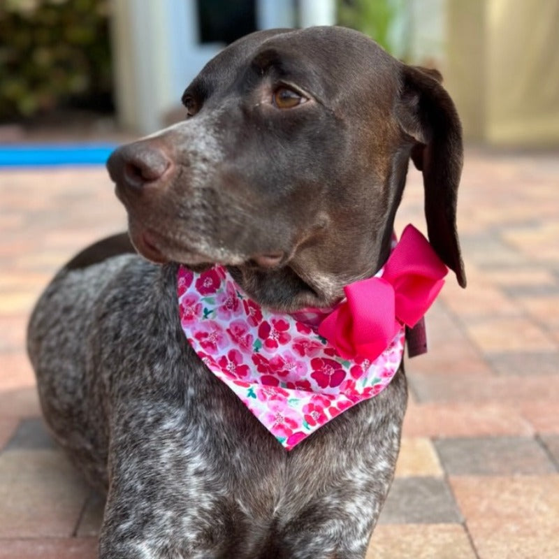 Handmade in the USA by Chloe & Max, this Pink Flowers Bandana Dog Collar features various shades of pink flowers on white, with pink gingham trim and backing.