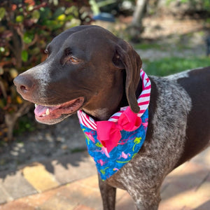 Handmade in the USA, this Blue Flamingle Bandana Collar with Bow looks goregous on this German Shorthaired Pointer.