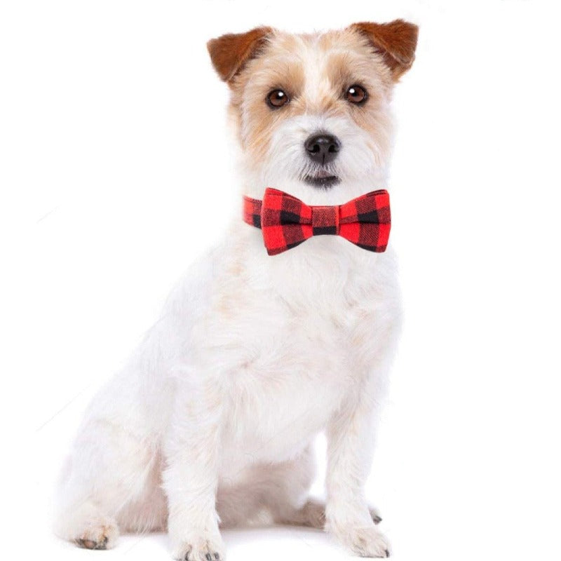 Pet Perfect Luxury Dog Collar Dog Gift - Italian Leather Designer Dog Collar  - Cute Dog Collar - Durable Dog Collar with Bow - Stylish and Comfortable Dog  Collars Small Medium Large