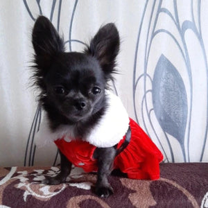 Santa Christmas Dog Party Dress fits small dogs like Chihuahua and medium dogs.