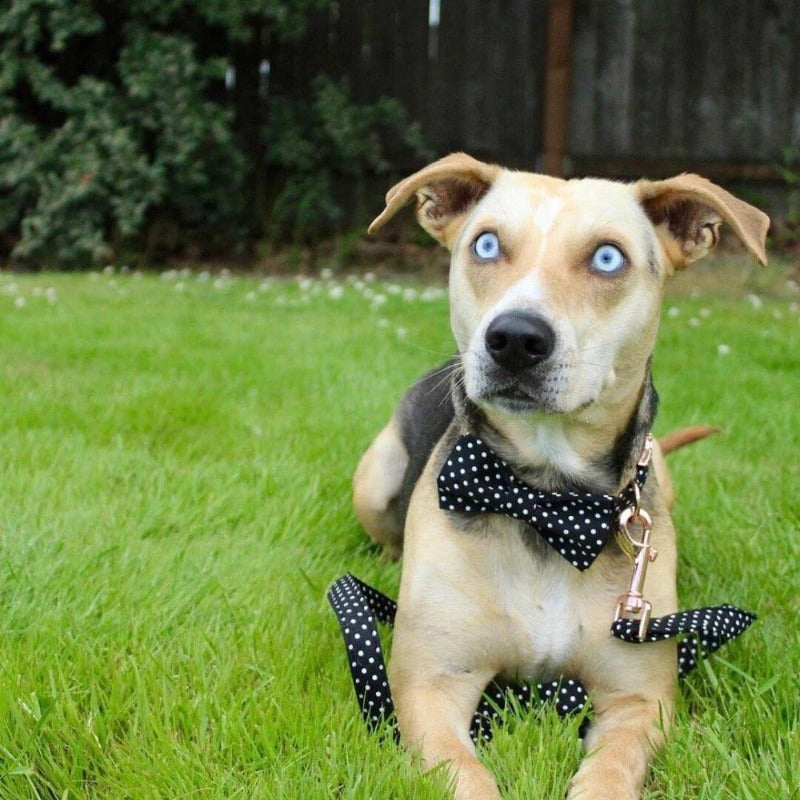 Our Classic Black Polka Dot Bow Tie Dog Collar & Leash Sets are best sellers.