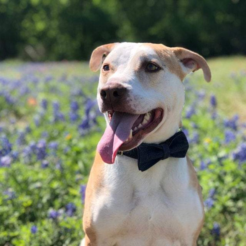 Our elegant Black Velvet Bow Tie Dog Collar & Leash Sets are timeless.