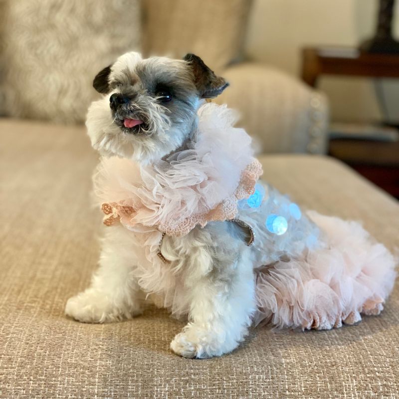 Just precious, this soft pink "Baby Doll" couture dog party dress defines classic elegance.