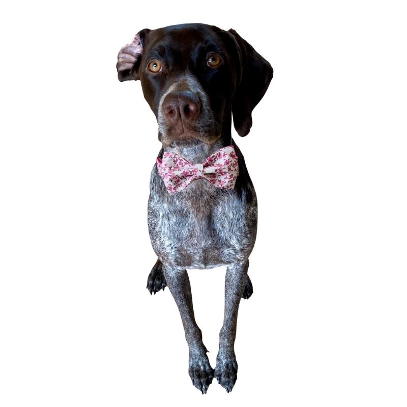 Our pink Cottage Rose Dog Collar & Leash Set is among our best sellers.