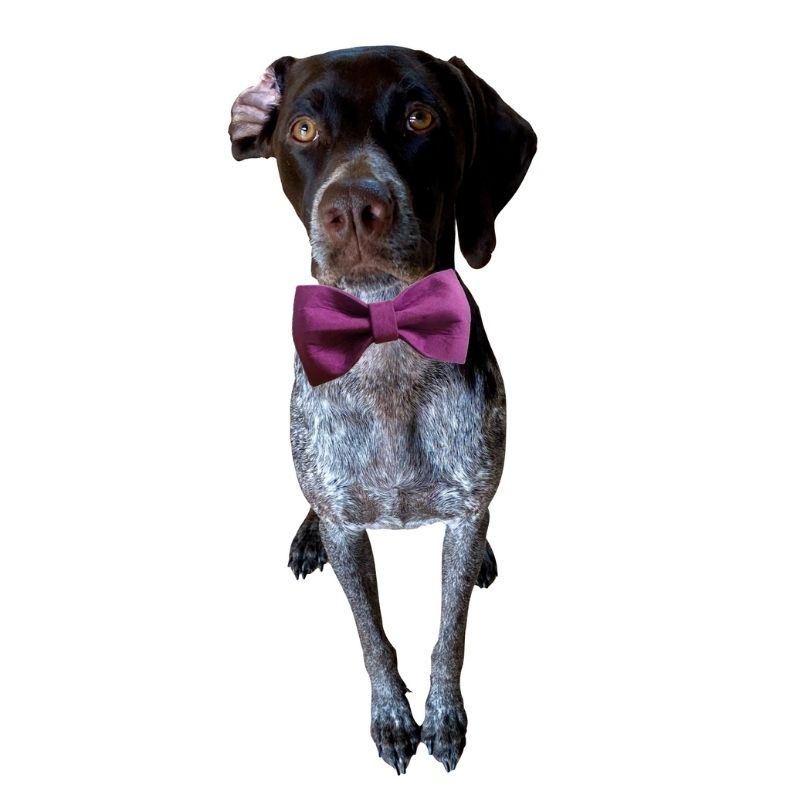 Our Vibrant Collection Bow Tie Dog Collar & Leash Sets is available in red, pink and purple flannel.