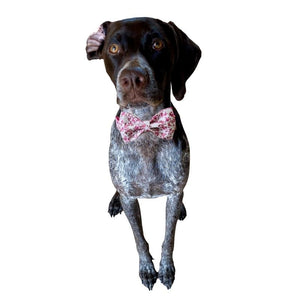 Small, medium and large dogs look posh in these bow tie collar and leash matching sets.