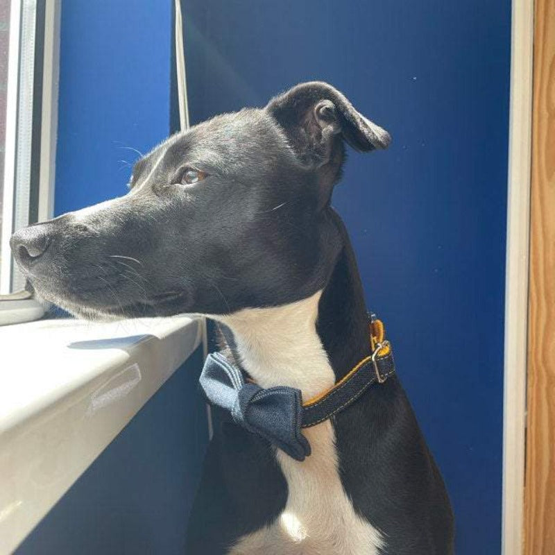 Our Denim Bow Tie Dog Collar & Leash Set collection is a favorite.