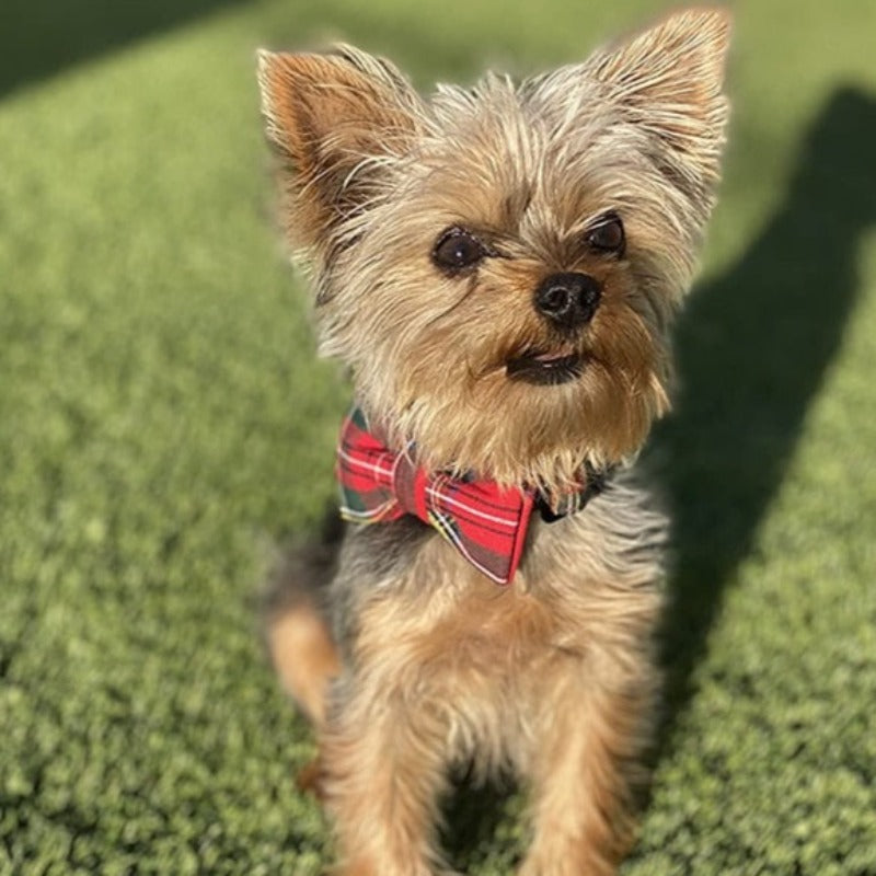 Perfect for Christmas, this red plaid collar by Unique Style Paws is handmade using the highest quality designer fabrics with your pup’s comfort in mind. Perfect for small, medium and large breed dogs.