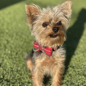 Small dogs look dapper in this red plaid bow tie collar.