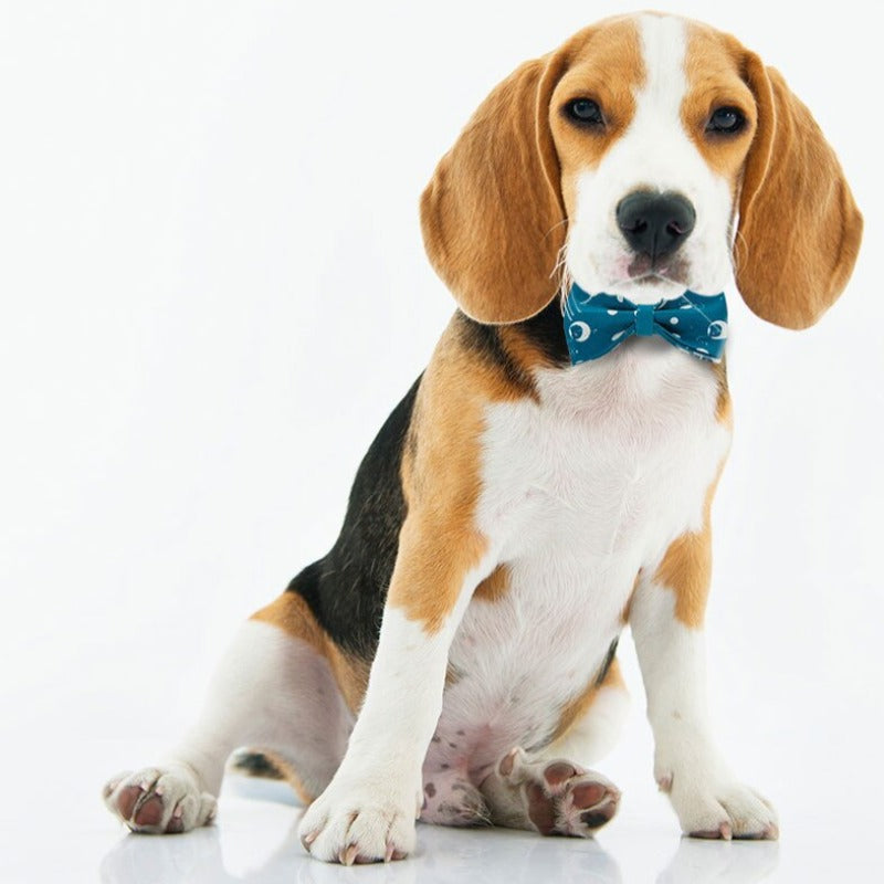 Our luxurious Moons Bow Tie Dog Collar & Leash Sets are best sellers.