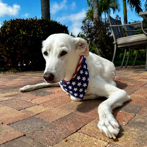 The American Flag Bandana Dog Collar fits large dogs like Greyhounds and Lurchers.