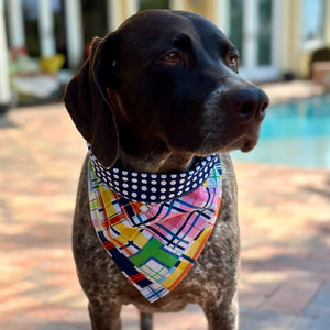 Madras bandana collar fits small, medium and large dogs, like this German Shorthaired Pointer.