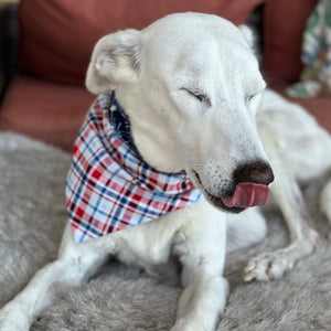 These Plaid and Stars buckle bandana dog collars come in 5 sizes XS-XL. Greyhound Lurcher shown wearing the red, white and blue bandana here.