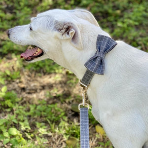 Greyhounds and large dogs breeds look dapper wearing our bow tie dog collar sets.