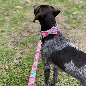 German Shorthaired Pointers and large dogs breeds look dapper wearing our bow tie dog collar sets.