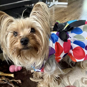 Adorned with a black bow, this bright polka dot dog dress is perfect for small breed dogs for weddings, birthdays, photoshoots and special celebrations.