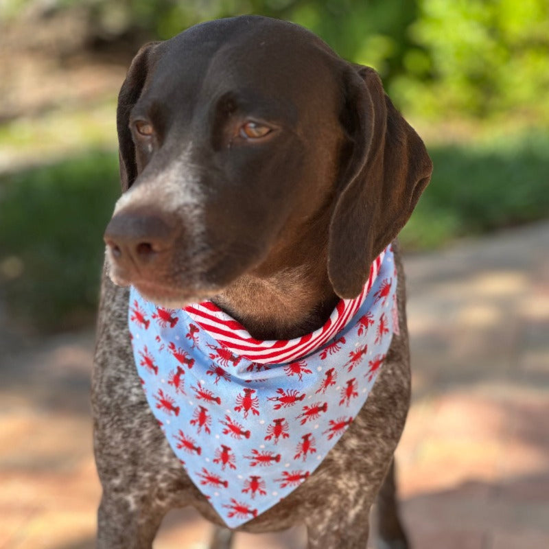 Handmade in the USA by Chloe & Max, this Lobster Bandana features red lobsters on light blue background, with red-and-whilte striped trim and backing. 