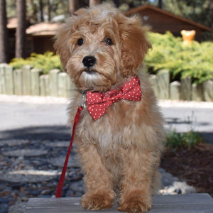 Your pal will look adorable wearing our Red Polka Dot Bow Tie Collar & Leash Set.