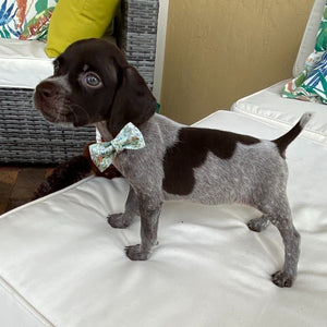 Puppies look adorable wearing our Floral Blue Bow Tie Collar & Leash Set.