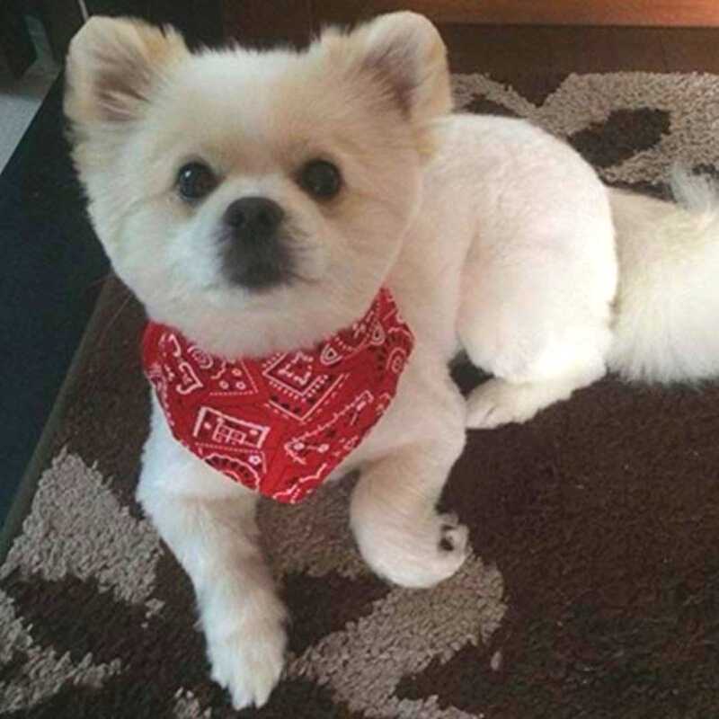 Your dog will look hip in these Cool Dude Dog Bandana Collars, in red, black or blue.