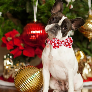 This red Santa Baby Christmas Bow Tie Dog Collar & Leash Set fits small, medium and large dogs.