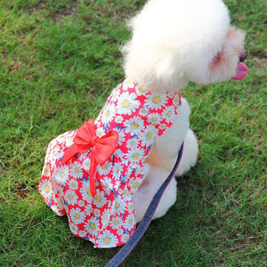 Red Daisy dog dress fits small dogs, like this Toy Poodle.