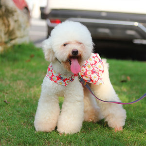 Red Daisy dog dress fits small dogs, like this Toy Poodle.