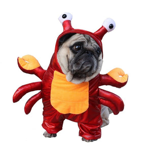 Pug wearing Red Crab Halloween Costume