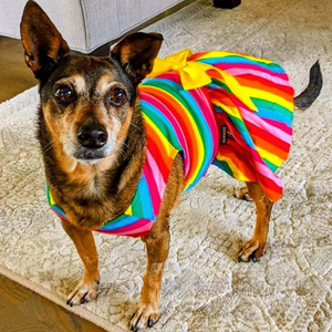 Small dogs look darling wearing this cheerful Rainbow Stripes Dog Party Dress.