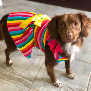 Rainbow Stripes Dog Party Dress is adorned with a large yellow bow