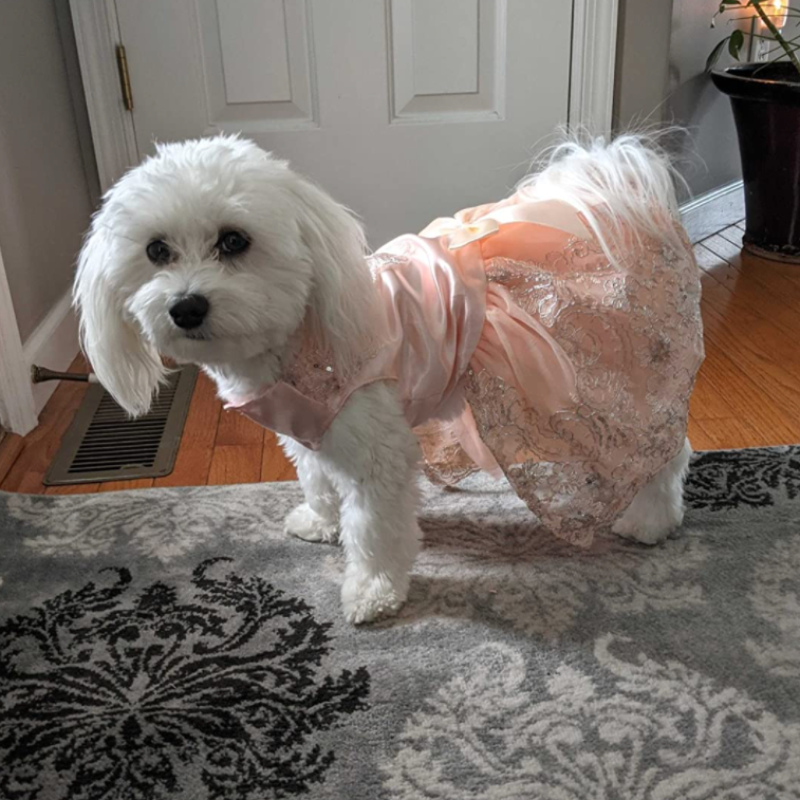 Pink Lace Embroidered Party Dog Dress is perfect for weddings and special occasions.