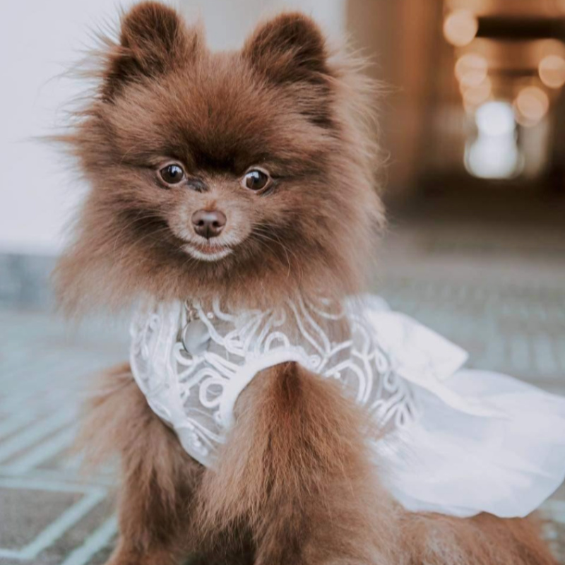 Luxurious White Lace Dog Wedding Dog Dress Poshdoglife Posh Dog Life