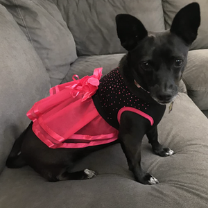Small dogs look exquisite wearing this fun Hot Pink & Black Flamenco Dress.