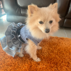 This Chic Turtleneck Sweater Dog Dress fits small breeds like Pomeranian.