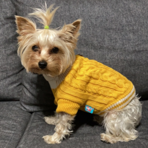 Cute-as-a-Button Knit Dog Sweater fits small dogs like Yorkshire Terrier.