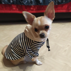 This classic Navy Striped Sailor Dog Hoodie from our Spring/Summer collection fits small dogs, such as Pomeranian, Chihuahua, Yorkie, Bichon, Corgi, Toy Poodle, Maltese and Pug.