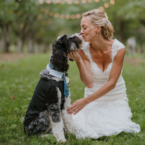 Jennifer included her dog Appa in her wedding. Appa is wearing the charcoal gray vest in 2XL.