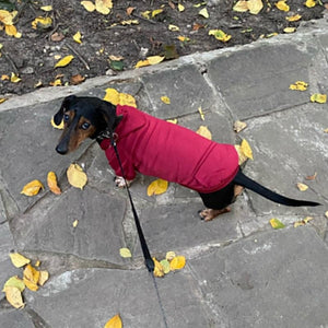 Red Sporty Dog Hoodies Sweatshirt fits small dogs like Dachsund.