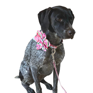 German Shorthaired Pointers and large dogs breeds look dapper wearing this Watermelon Flower Dog Collar & Leash Set.