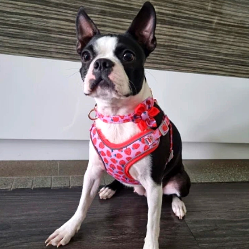 Strawberry Harness, Flower Dog Collar Set