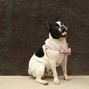 Designed by Unique Style Paws using the highest quality fabrics, this luxurious floral dog harness set is made with 100% Cotton that’s soft and comfy for your dog to wear.