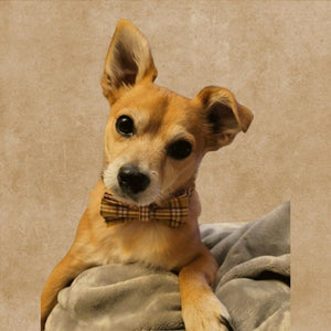 Small dogs look dapper in this Mustard Plaid Bow Tie Collar Set.