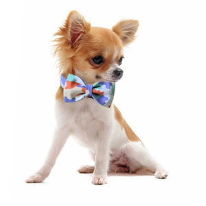 Small dog  looks chic wearing Colorful Camo Bow Tie Dog Collar