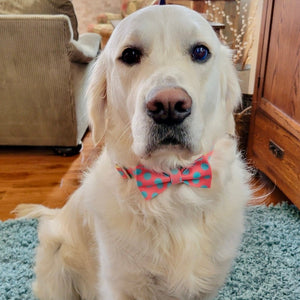 This Summer Polka Dot Bow Tie Collar fits large dogs like this Golden Retriever.