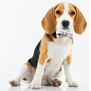 Beagles and small, medium and large dogs look chic wearing our bow tie dog collar sets.