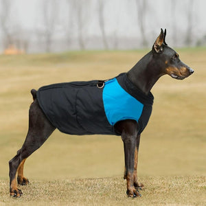 Dobermans look fabulous in this Big Buddy Waterproof Winter Dog Vest.